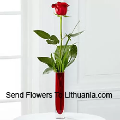 Una Sola Rosa Roja en un Florero de Tubo de Ensayo Rojo (Nos reservamos el derecho de sustituir el florero en caso de no disponibilidad. Stock limitado)